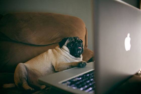 Top 5 Pet Apps