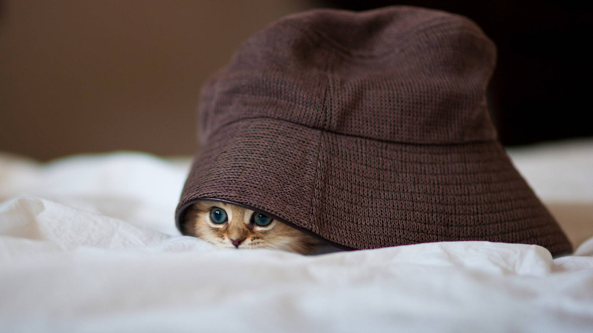 Cómo hacer salir a un gato que siempre se esconde