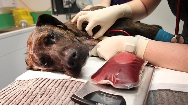 Perros donantes de sangre: cómo tu mascota puede ayudar a otros perros que lo necesitan