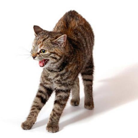 5 Ways to Reduce Tension in Multi-Cat Households
