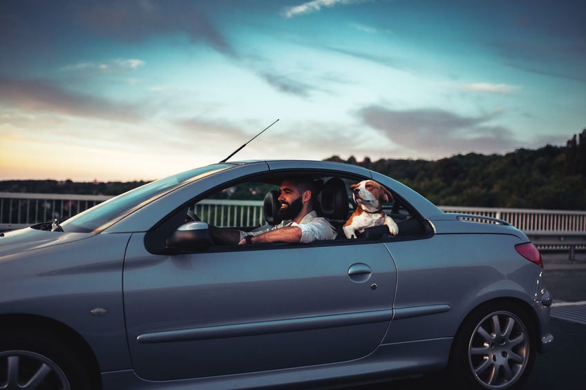 What’s the safest way to travel with my dog?