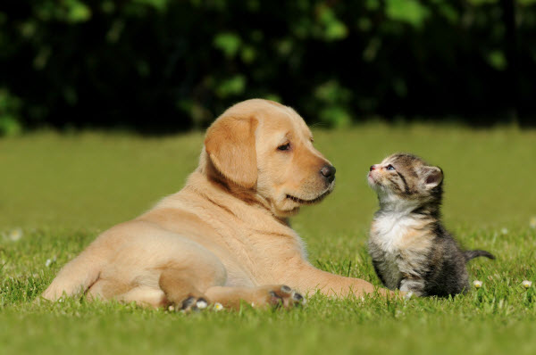 Cómo Mantener a Tus Mascotas Sin Pulgas Todo el Verano