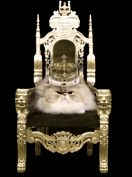 11 First World Problems for Cats