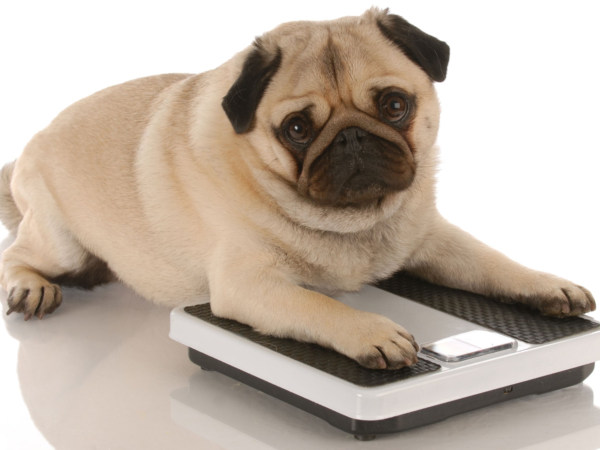 Chubby Dog  - Making Changes To Improve Your Dog's Health