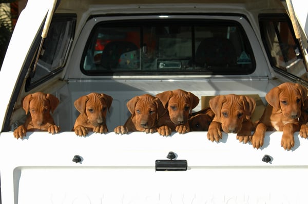 Dejar perros en autos calientes: los datos aterradores