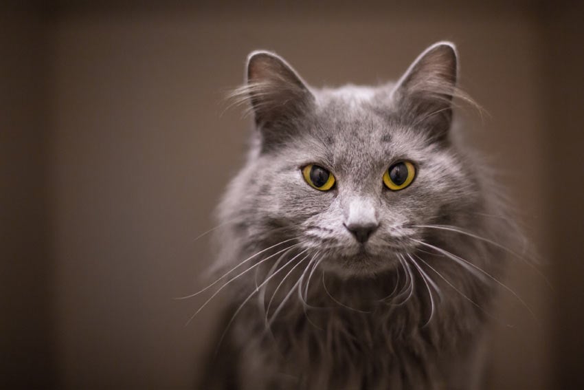 Why do cats have whiskers?