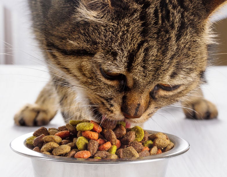 How much should you really feed your cat?
