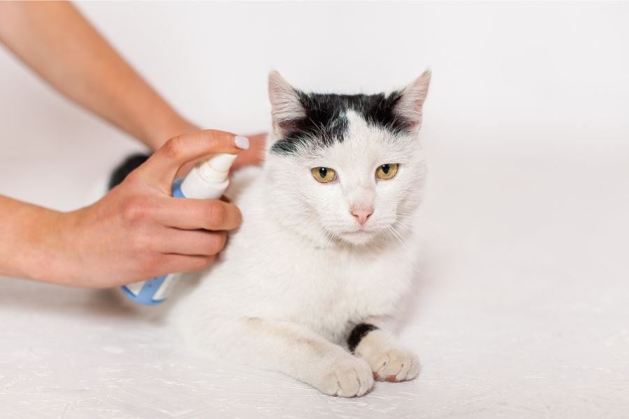 Understanding Tapeworm Infestations in Pets