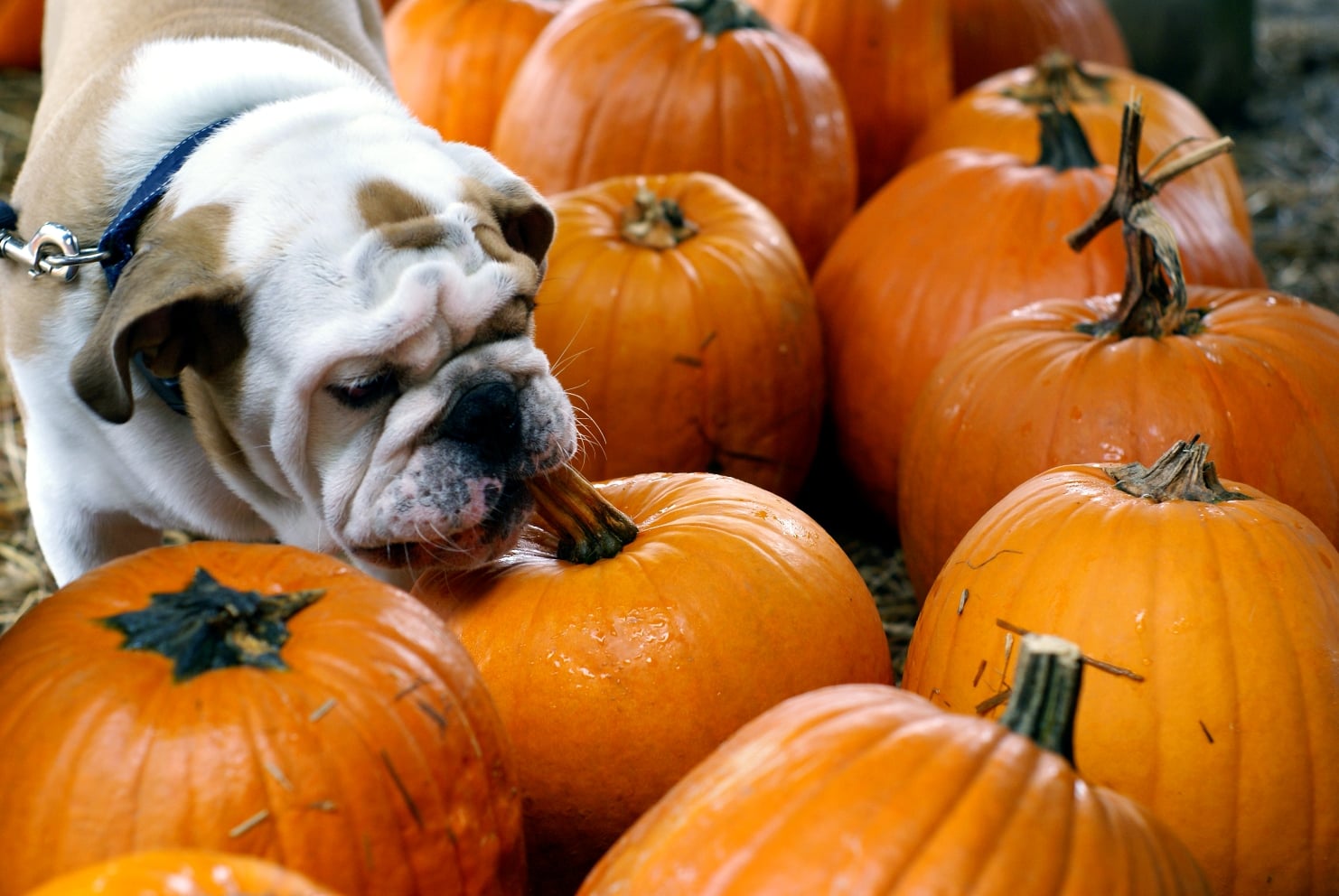 5 Alimentos de Otoño para Compartir con Tu Perro