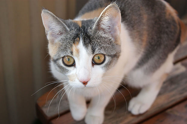 Artículos del hogar que son perjudiciales para los gatos