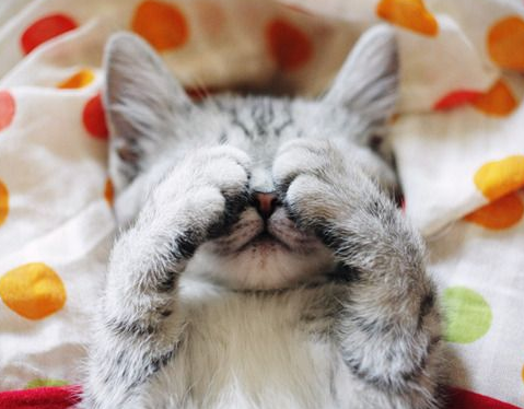 5 Razones por las que tu gato no para de llorar