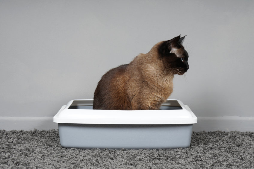 Why is my cat urinating outside the litter box?