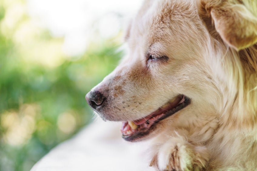 Dog breath: A cause for concern?