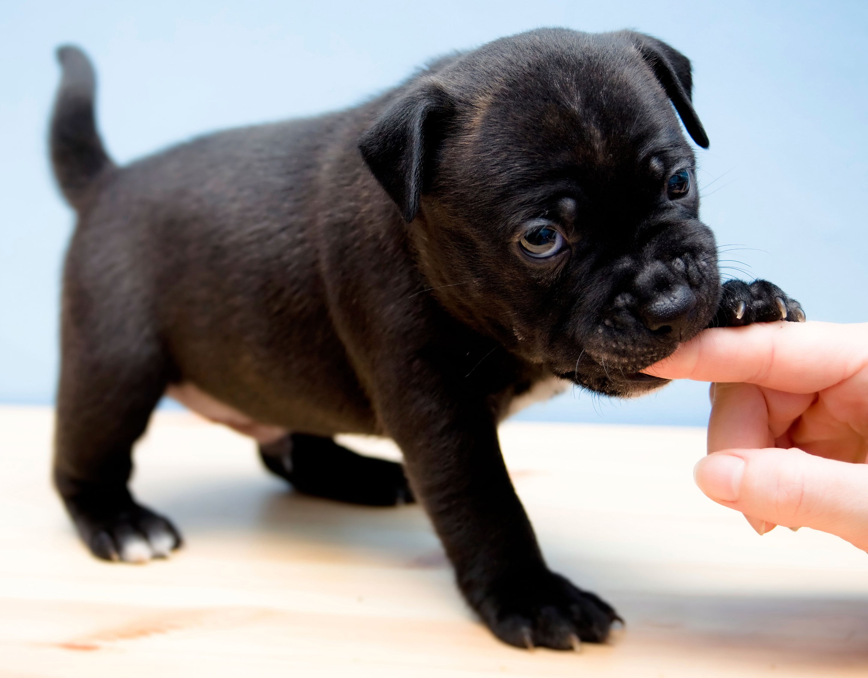 How To Manage A Teething Pup