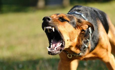 Qué hacer si tu perro muerde a otro perro