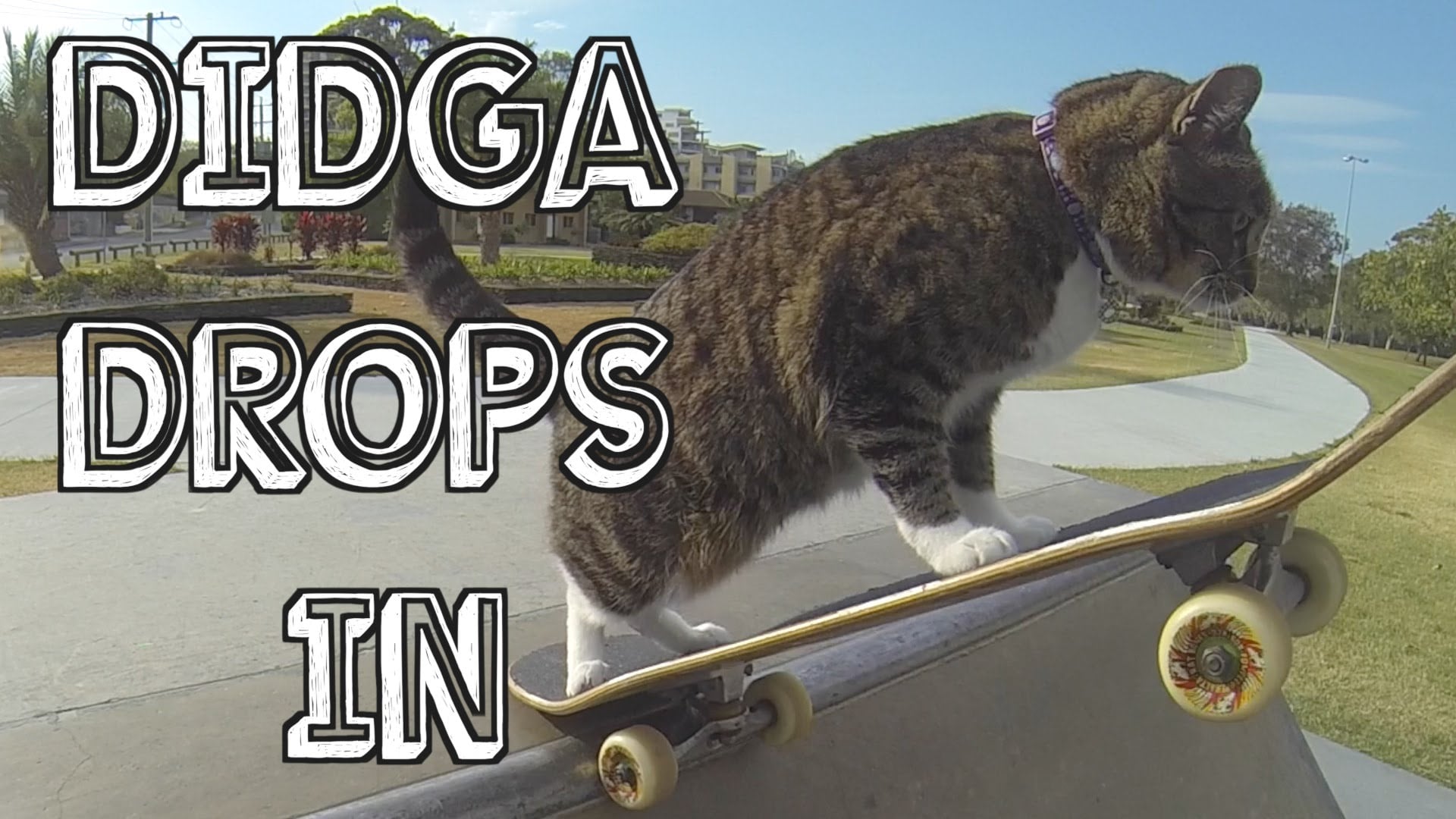 WATCH: Skateboarding Cat 'Drops In' At Skate Park