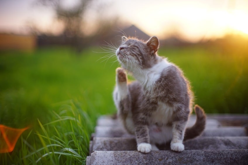 ​Four Unexpected Flea Diseases You Need to Know