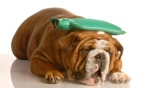 Guía Práctica de Medicamentos para Mascotas: Protege a tus Cachorros y Mantén a tus Gatitos Cómodos
