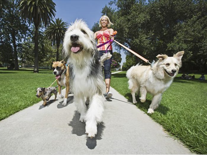 ¿Deberías Considerar un Paseador de Perros?
