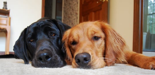 4 Razones por las que tu Perro se Frota la Cara en la Alfombra