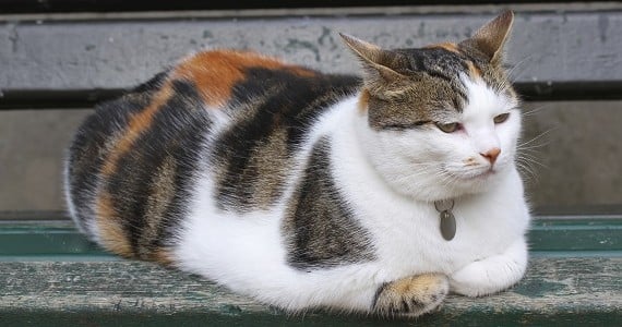 Matted Fur and Curly Claws - Caring for an Elderly Cat