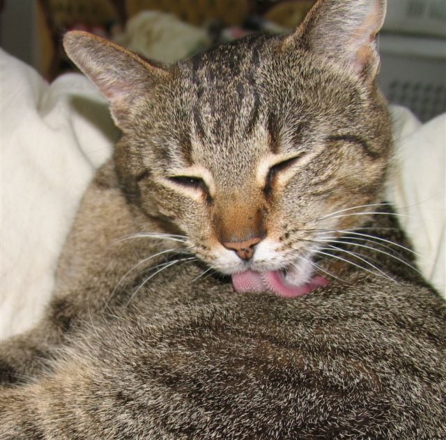 ¿Por qué mi gatito no se mantiene limpio?