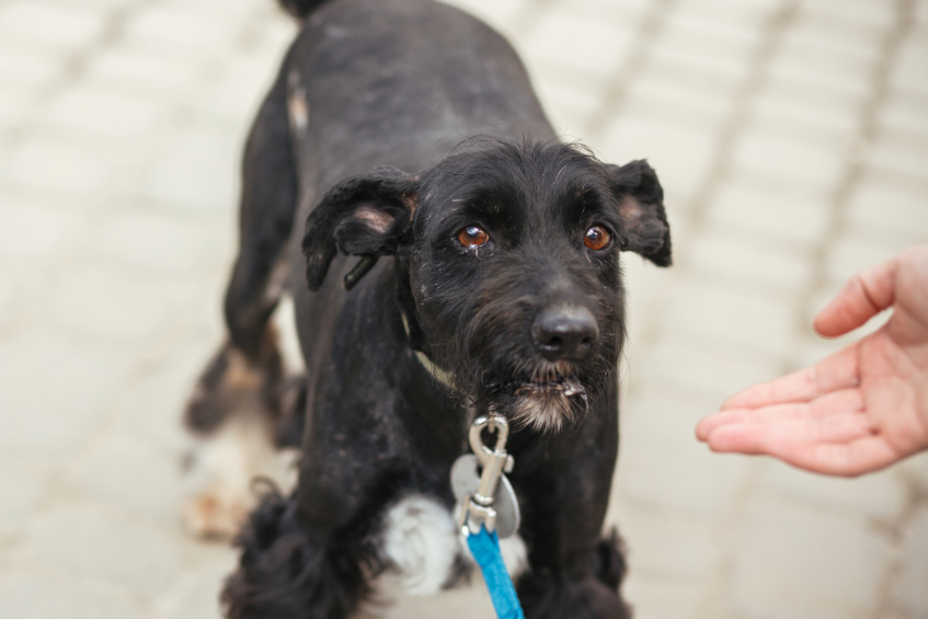 Five tips for walking a fearful or anxious dog