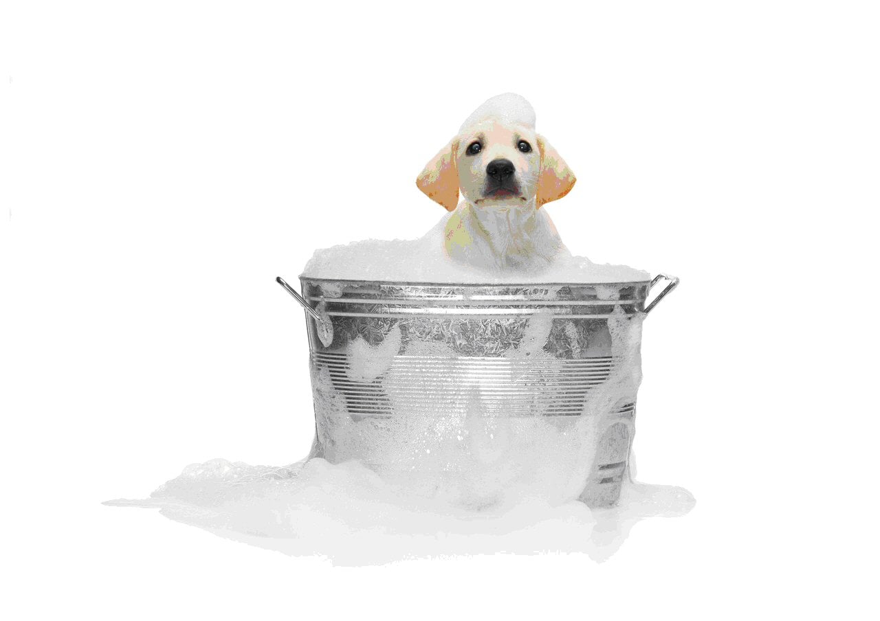 14 Perros que Piensan que la Hora del Baño es Genial