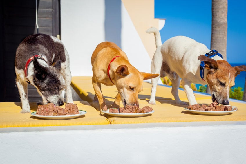 Why is your dog hoarding his food?