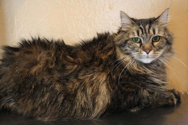 Lo Que Debes Saber Sobre el Pelo Graso de Tu Gato