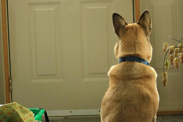 Enséñale a Tu Perro a Abrir y Cerrar Puertas