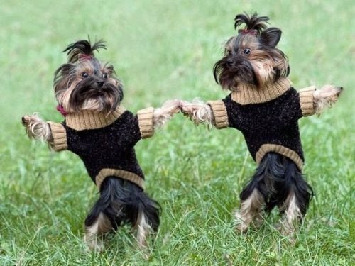 12 Dogs Who Rule The Dancefloor