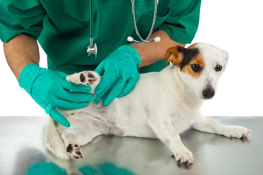 Understanding and Managing Dog's Hip Dysplasia