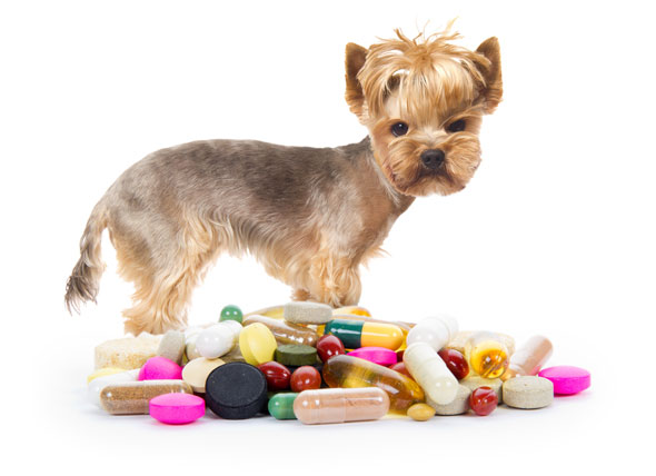 dog pet meds