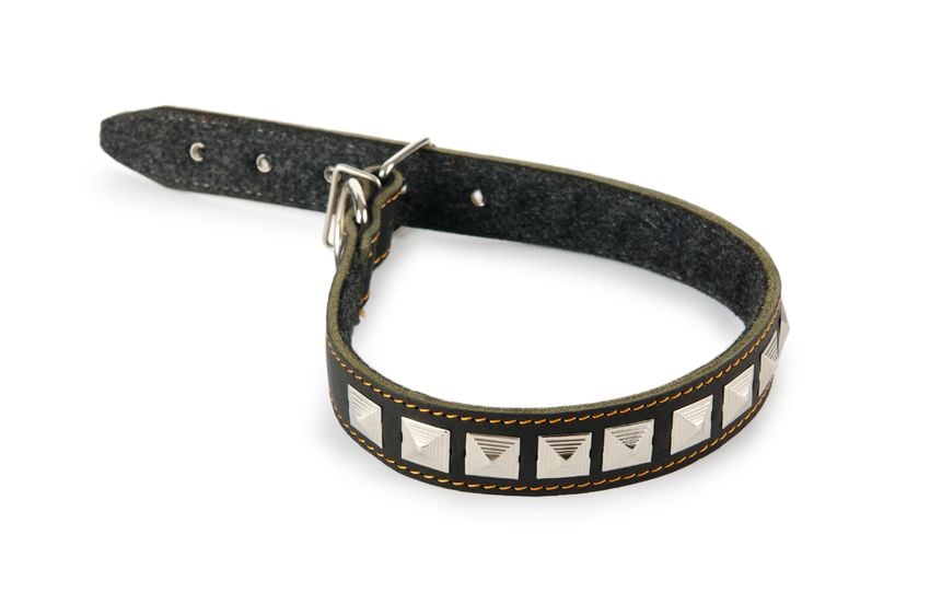 Which collar is right for my dog?