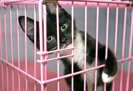 Cuándo puede ser útil meter a tu gato en una jaula