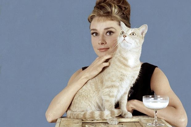 Desde el Archivo: Orangey the Cat