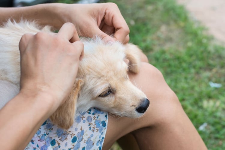 Cómo Proteger a Tu Mascota de las Garrapatas este Verano