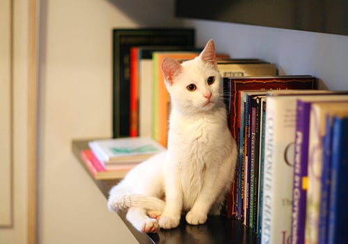 ¿Dónde es Mejor Dejar a tu Gato Cuando te Vas de Vacaciones?