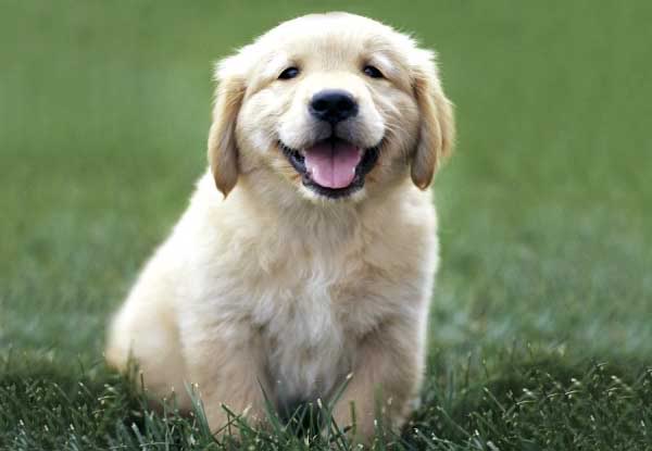 5 artículos esenciales que todo nuevo dueño de cachorro debería tener
