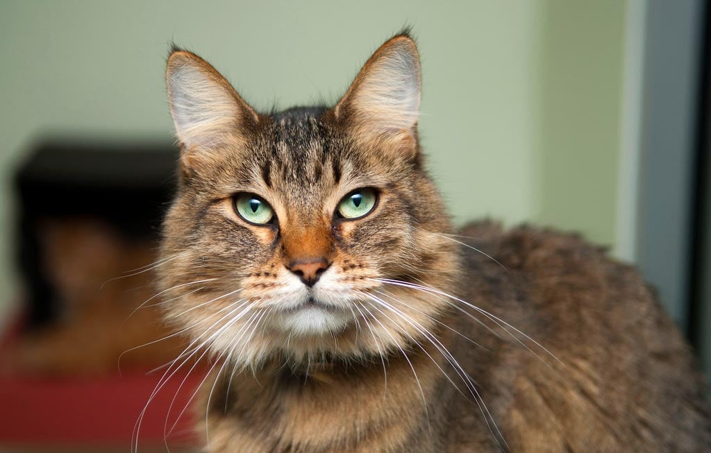 Cinco Problemas de Salud Importantes a Vigilar en Gatos Mayores