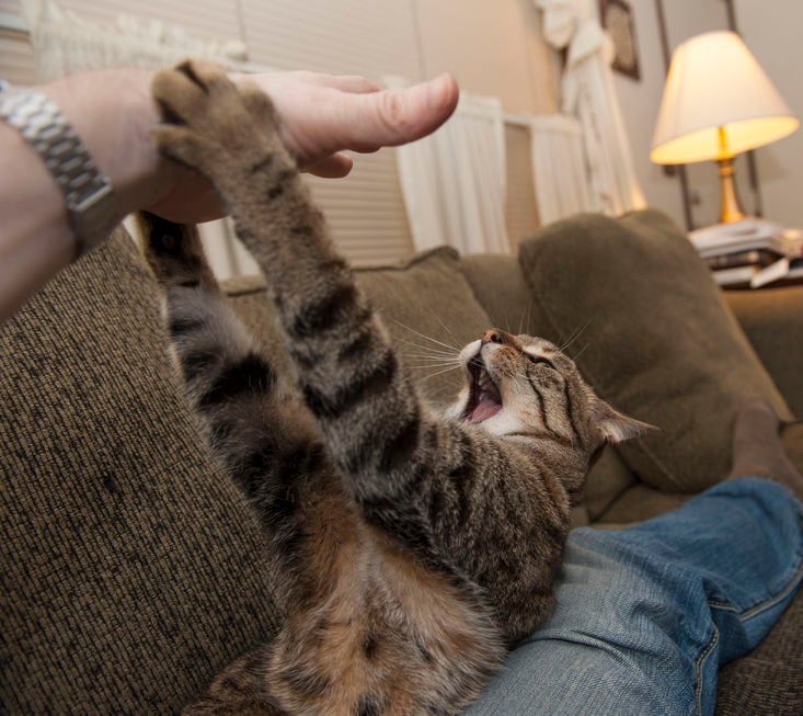 Help! My cat won’t stop biting me