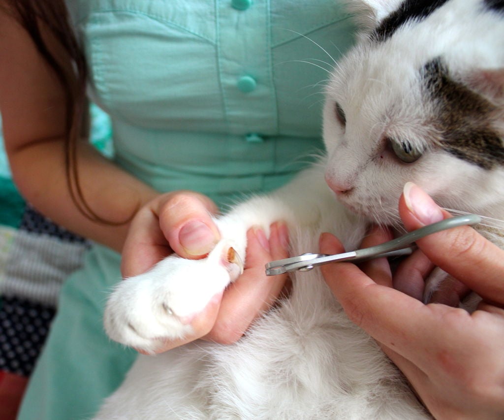 Clipping Your Cat's Claws - Made Easy