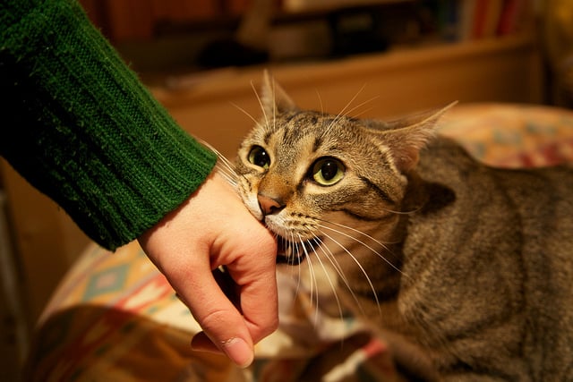 How to stop your cat from biting
