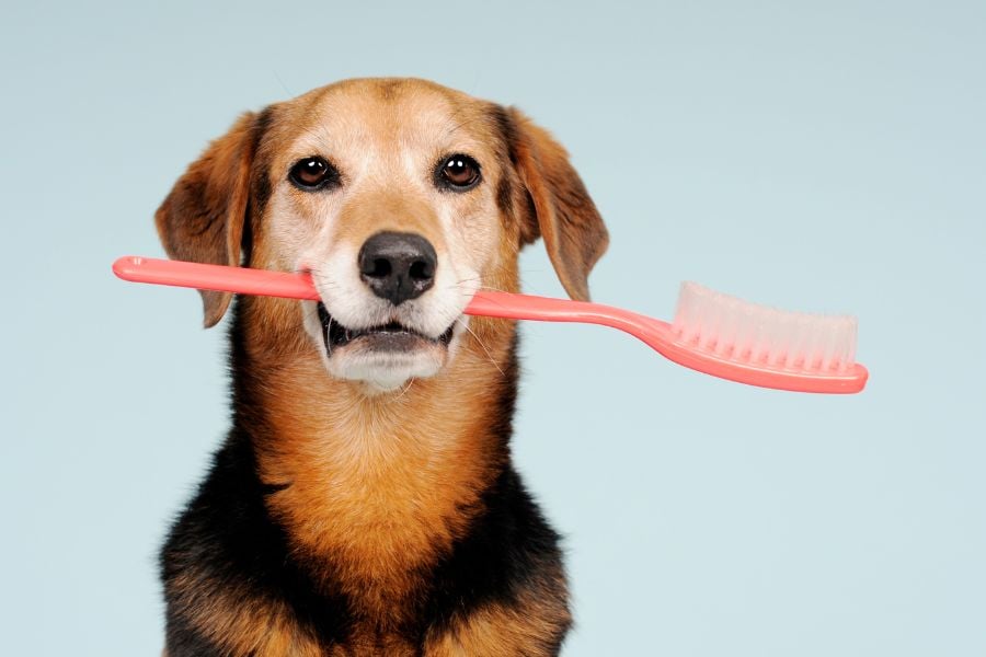 Smile Bright! Keeping Your Dog’s Teeth Healthy