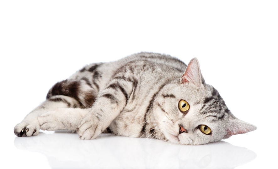 Can humans contract diseases from cats?