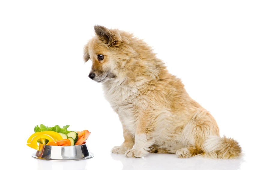Is it healthy to feed my dog a meat-free diet?