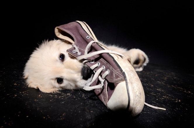 Cómo Evitar que Tu Perro Mastique Tus Zapatos