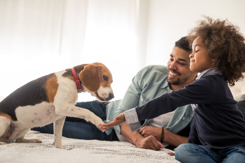 How do dogs learn new words?