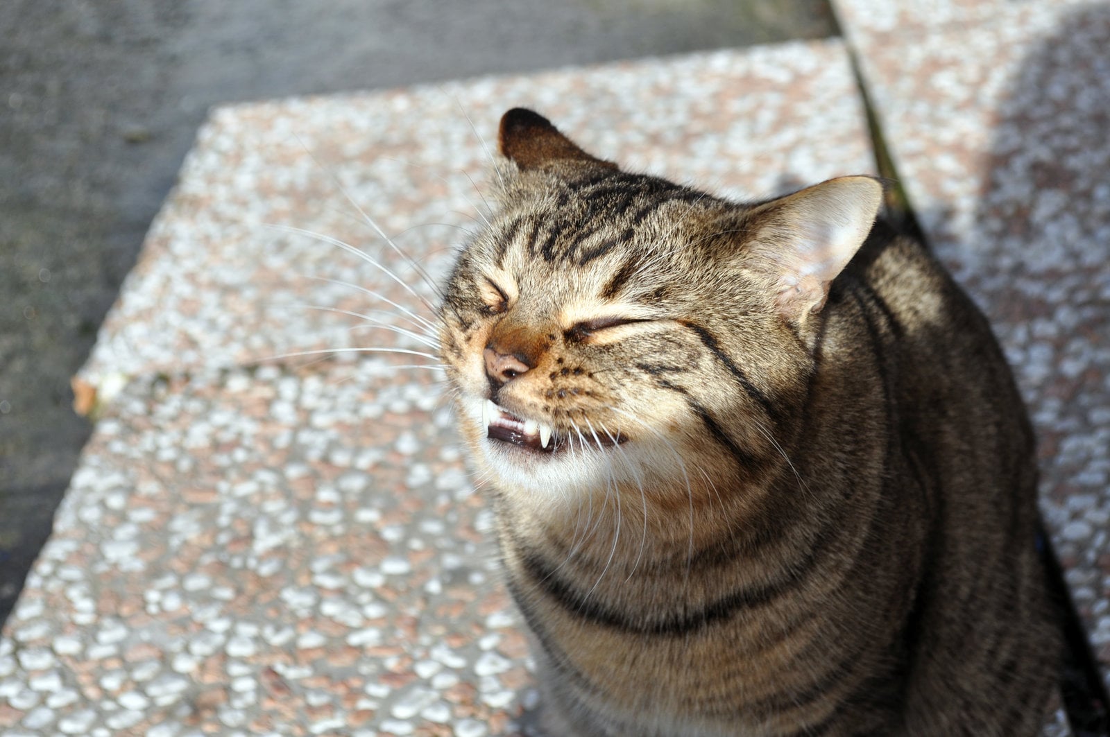 All About Feline Periodontal Disease